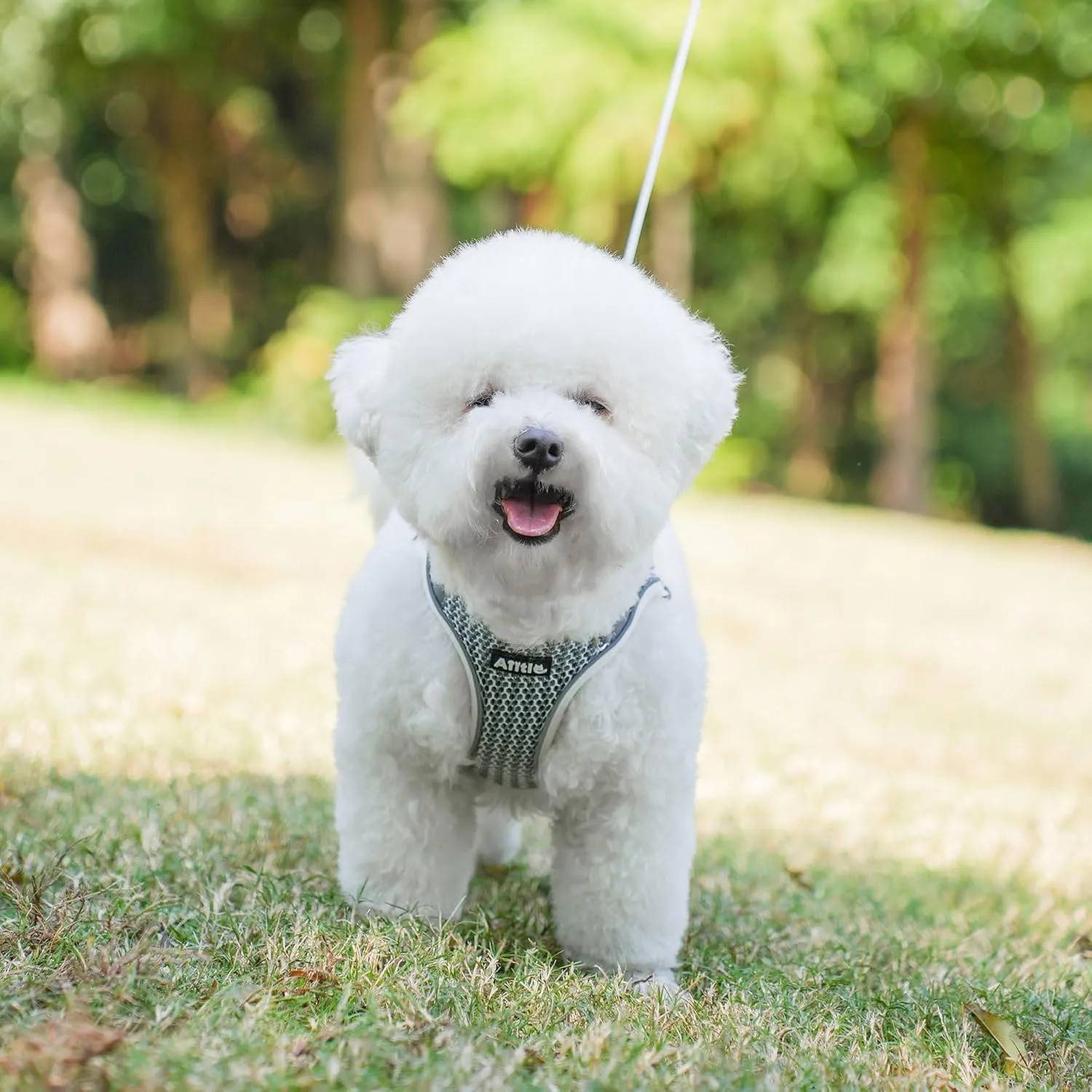 AIITLE Dog Harness with Leash Set - All Weather Breathable Mesh, Reflective Stripes, Adjustable Escape Proof Pet Outdoor Harnesses for Medium Dogs Beige M