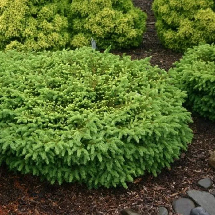Birds Nest Spruce