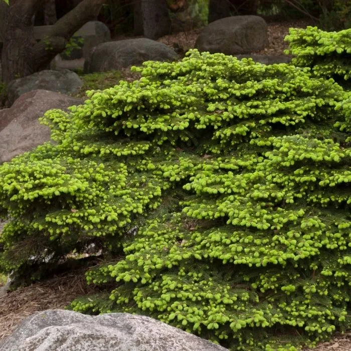 Birds Nest Spruce