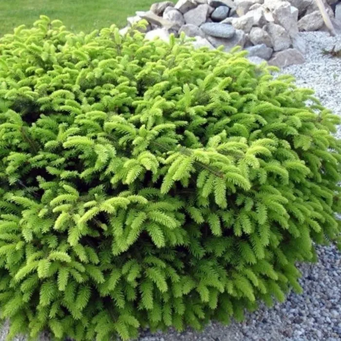Birds Nest Spruce