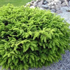 Birds Nest Spruce