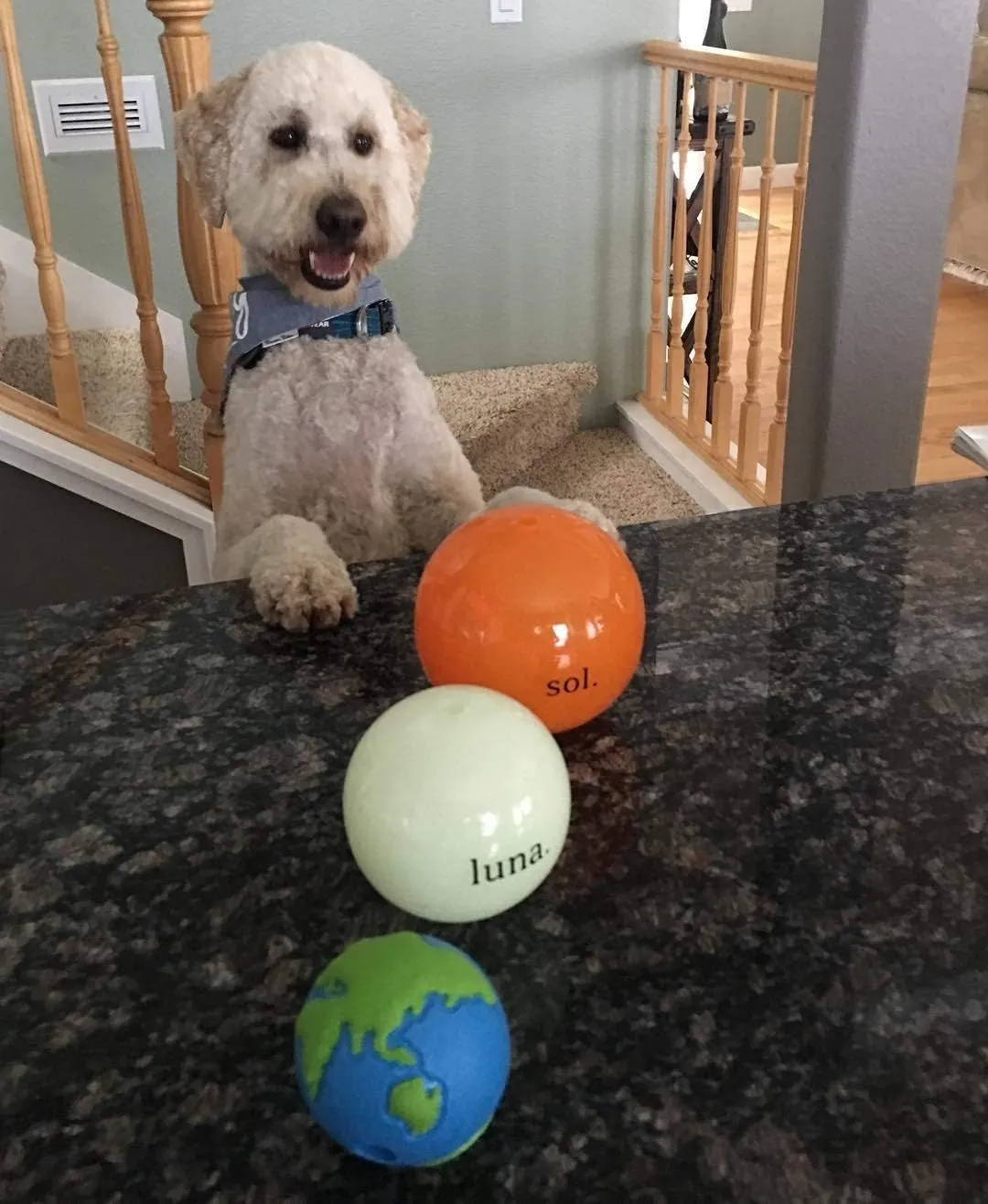 Outward Hound by Planet Dog Orbee-Tuff Planet Ball Blue/Green Treat-Dispensing Dog Toy, Medium