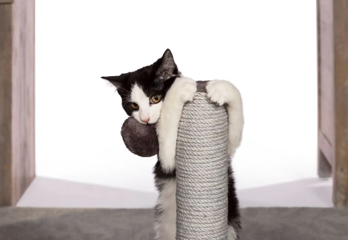Prevue Pet Products Play and Scratch