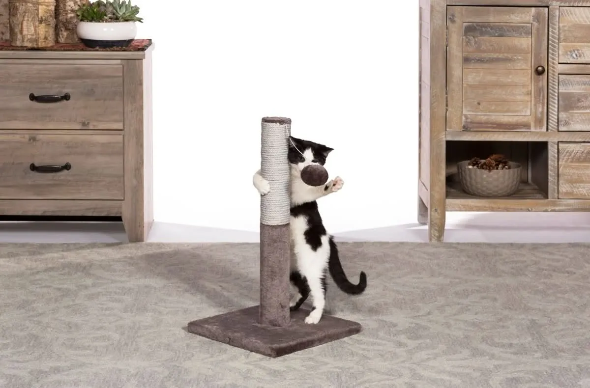 Prevue Pet Products Play and Scratch