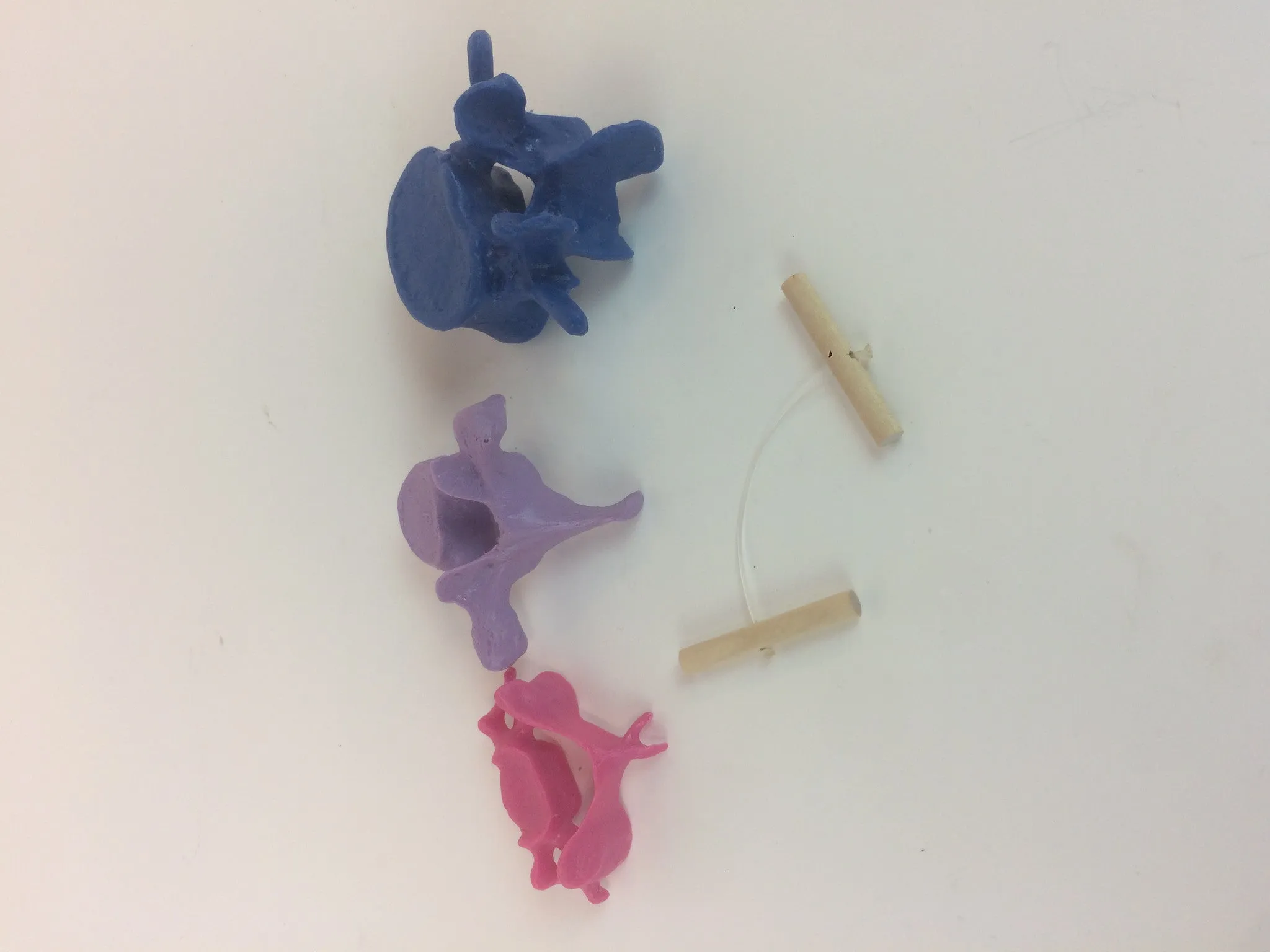 SB3 Representative Set of 3 Vertebrae strung on nylon